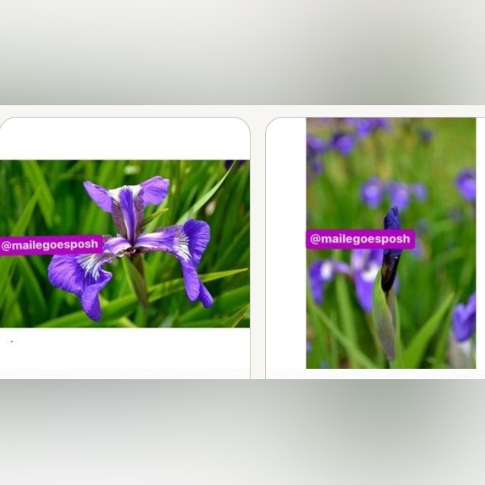 2 Art Photograph Prints purple iris flower bloom photo & bud photo Alaska 8”X10”